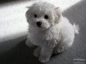 steniatko-bichon-frise-3.jpg