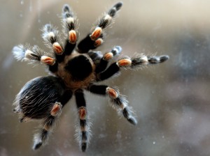 pavuk-tarantula-sita-.jpg