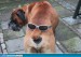 funny-picture-1475818506[1]